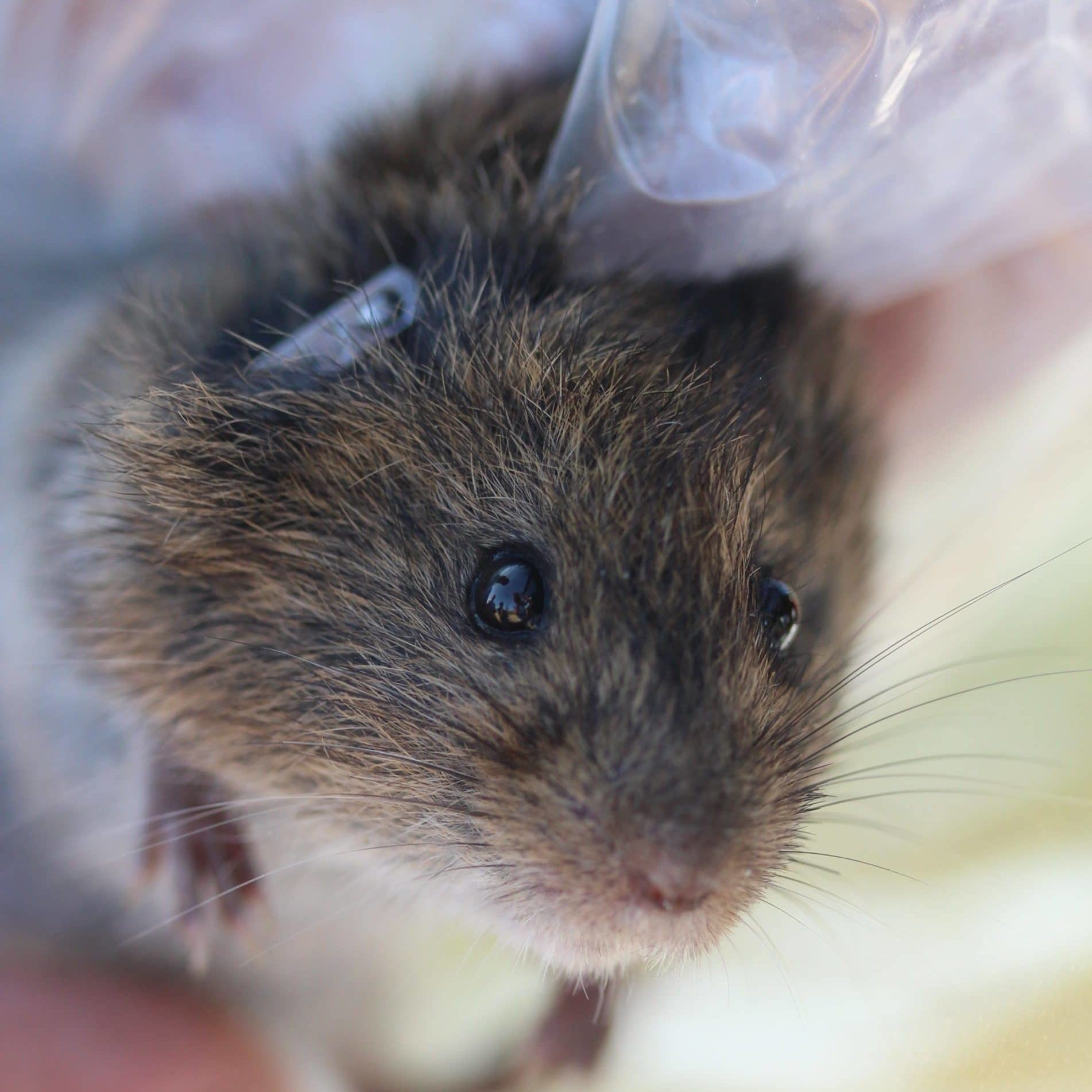 Tagged Vole Face, HOP NPF 2 Tagged Vole Face, HOP NPF 2