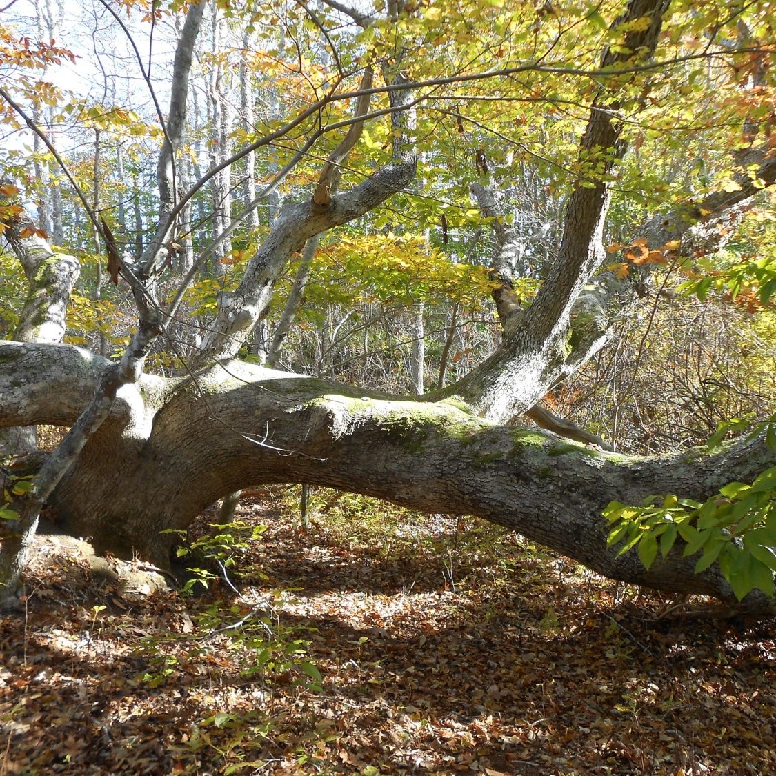 Titania White Oak White oak <em>(Quercus alba) </em>