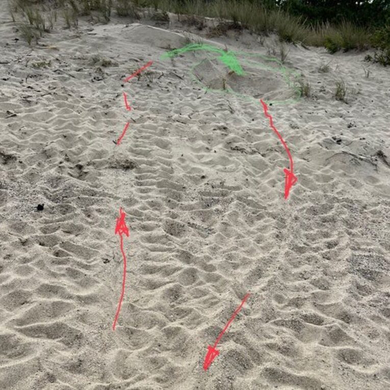 Turtle Tracks