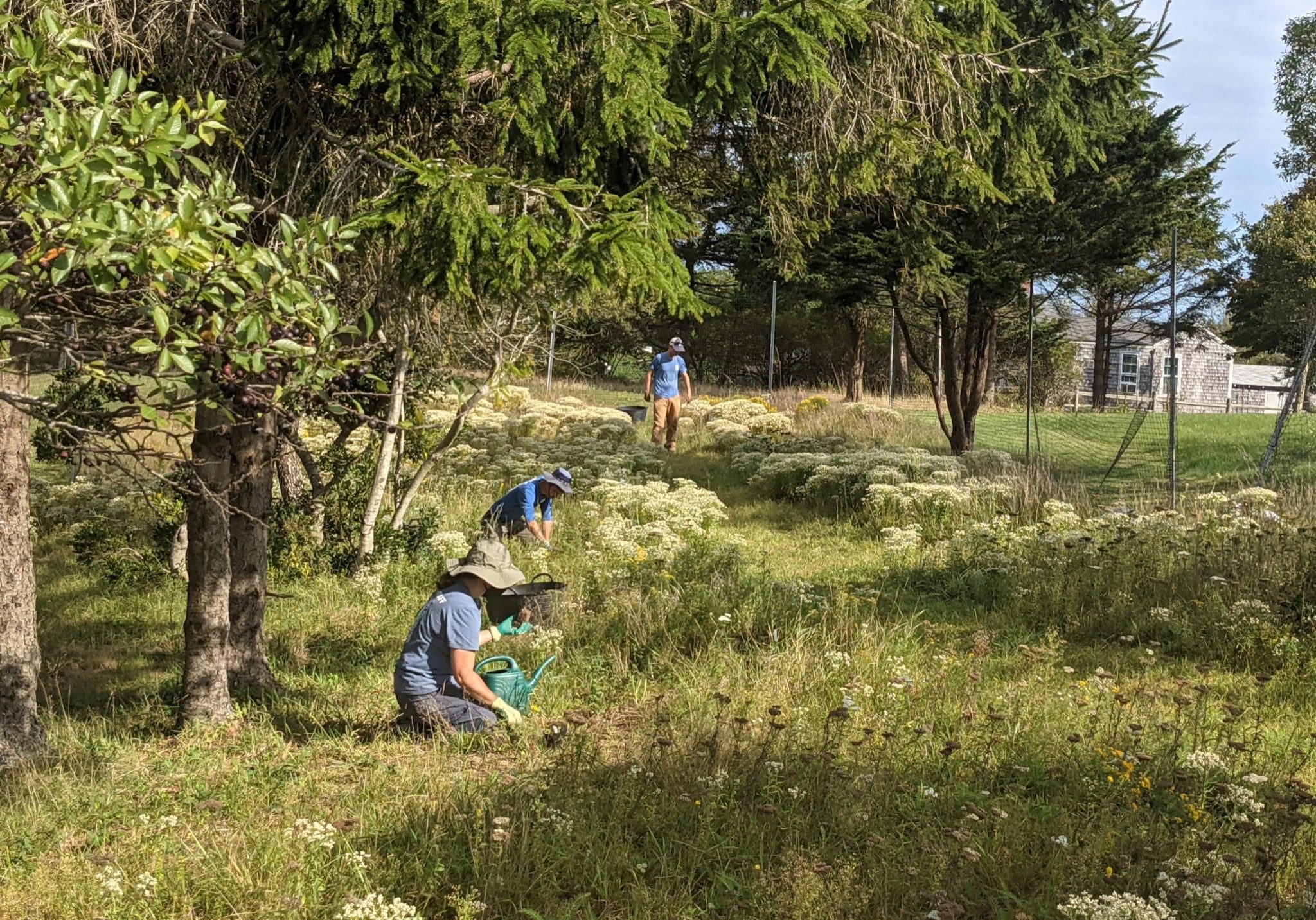Wildflower Meadow Planting And Weeding In 2021 With Chase, Nick, Kelly