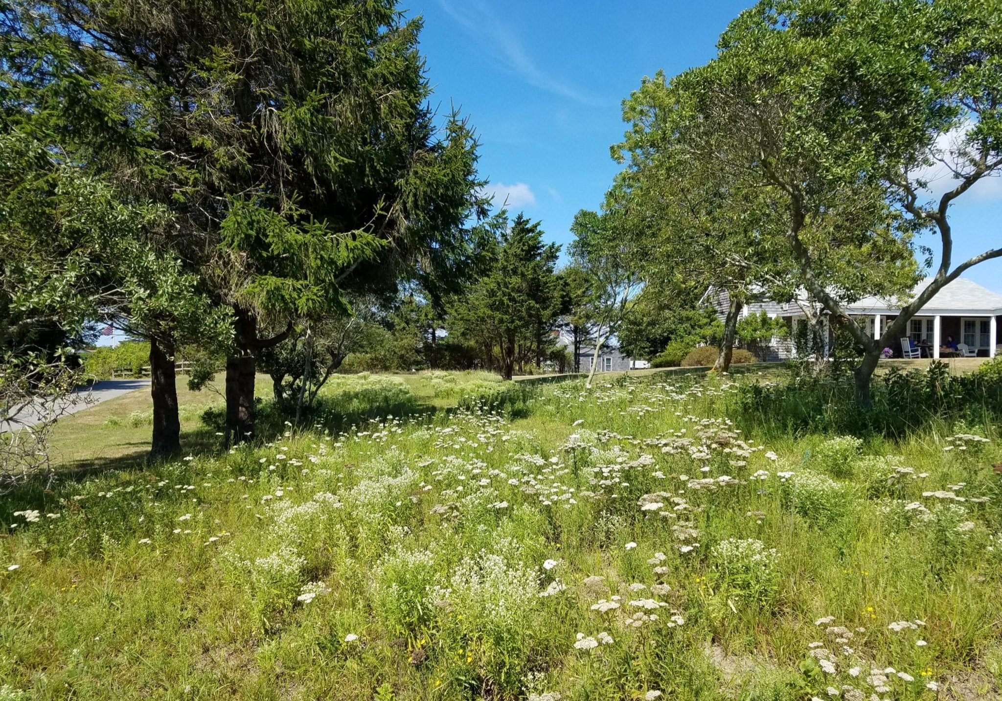 Wildflower Meadow 2021