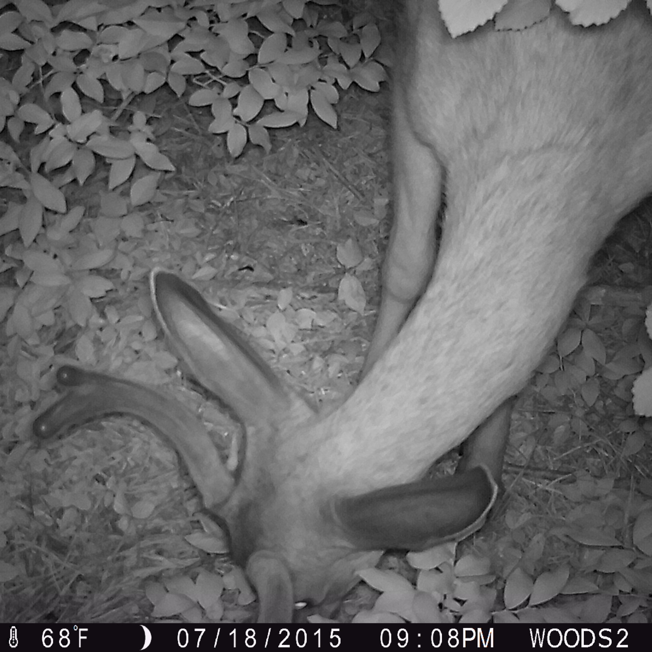 A white-taiiled deer caught on a camera trap