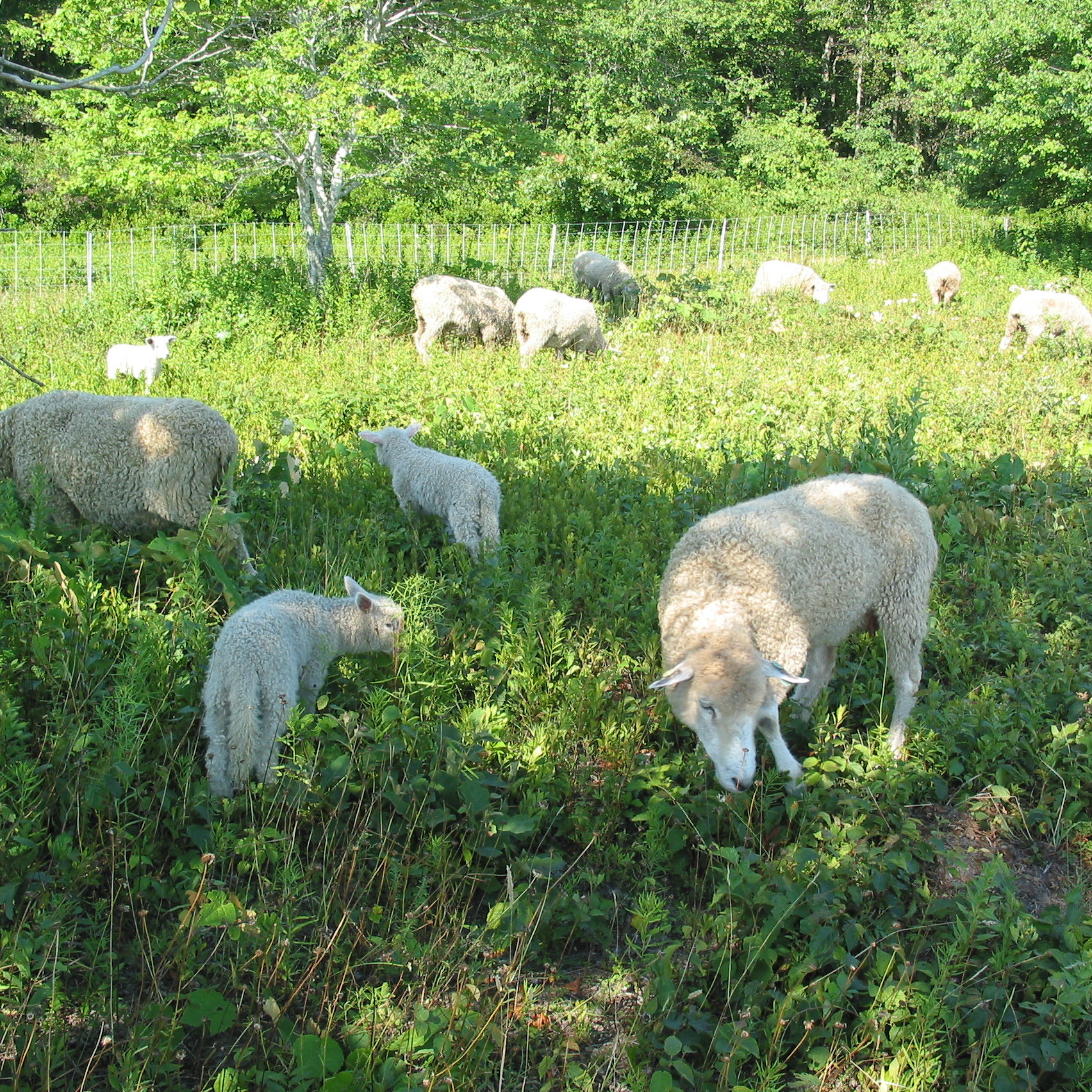Aug 3 2005 Sheep1