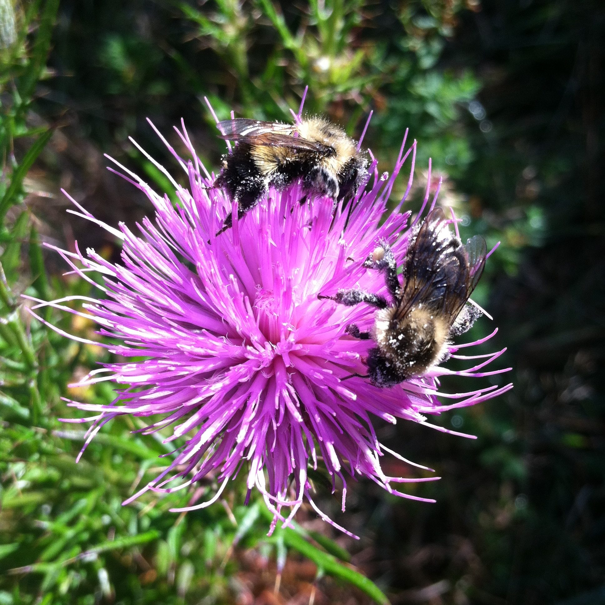 Cirsium And Bumbles3 Cirsium And Bumbles3