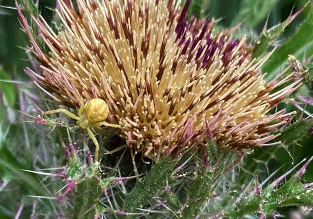 Crabspider Yellowthistle Crab Spider on yellow thistle. Photo: Hannah Leggett.