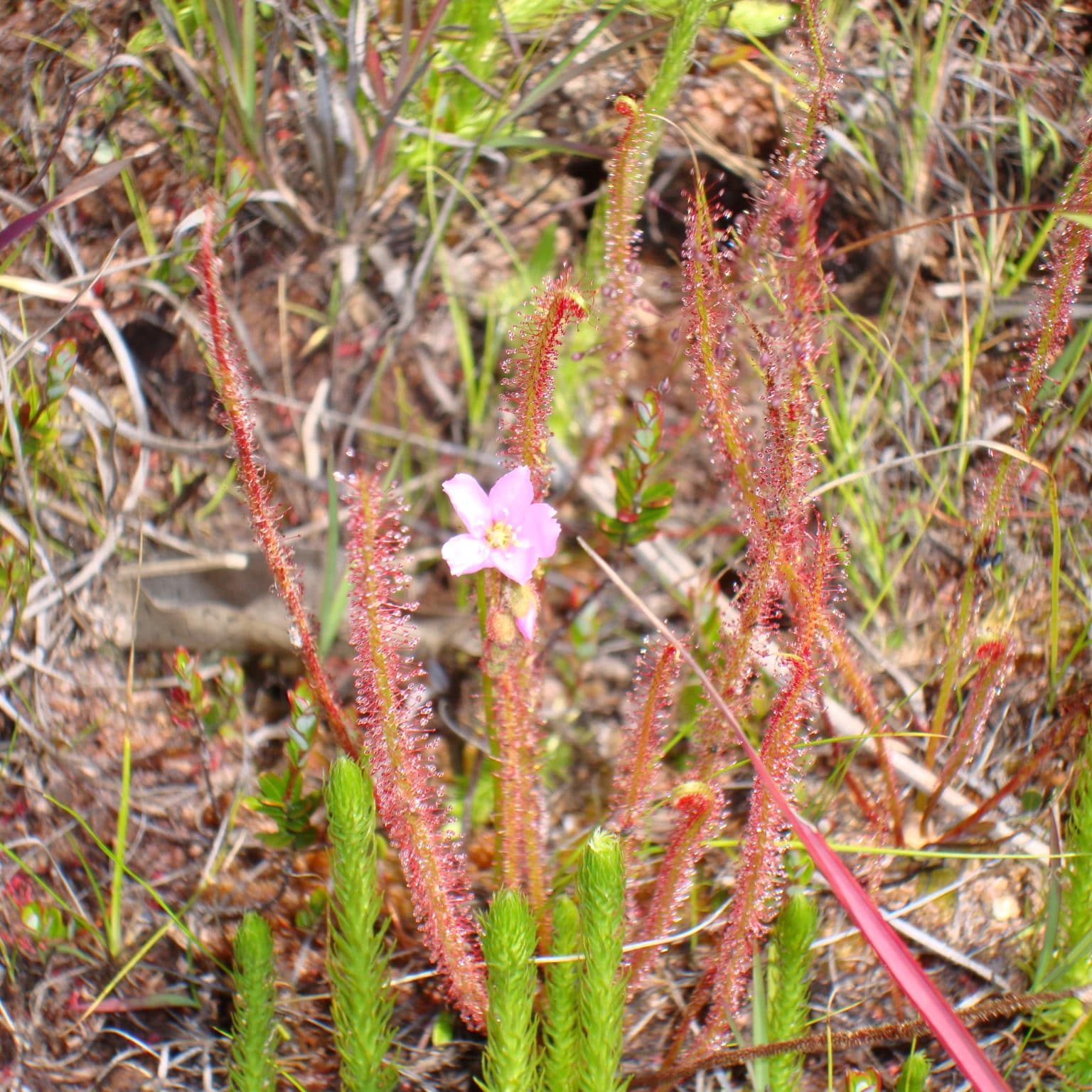 Drosera NCF Slender-leaved sundew <em>(Drosera linearis)</em>