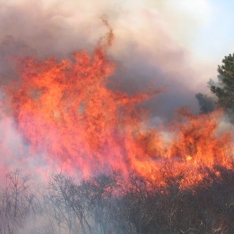 Published Research Nantucket Conservation Foundation