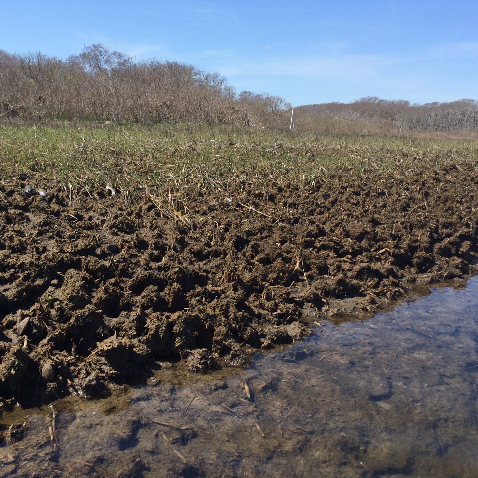 Exposed marsh soil along a creek bank in Medouie Creek. This bare soil is the result of salt marsh dieback.