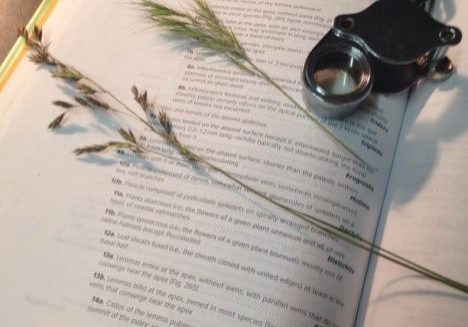 Grass specimens with a dichotomous key and hand lens (for magnifying small plant parts)