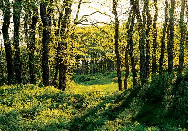 Norwood Farm