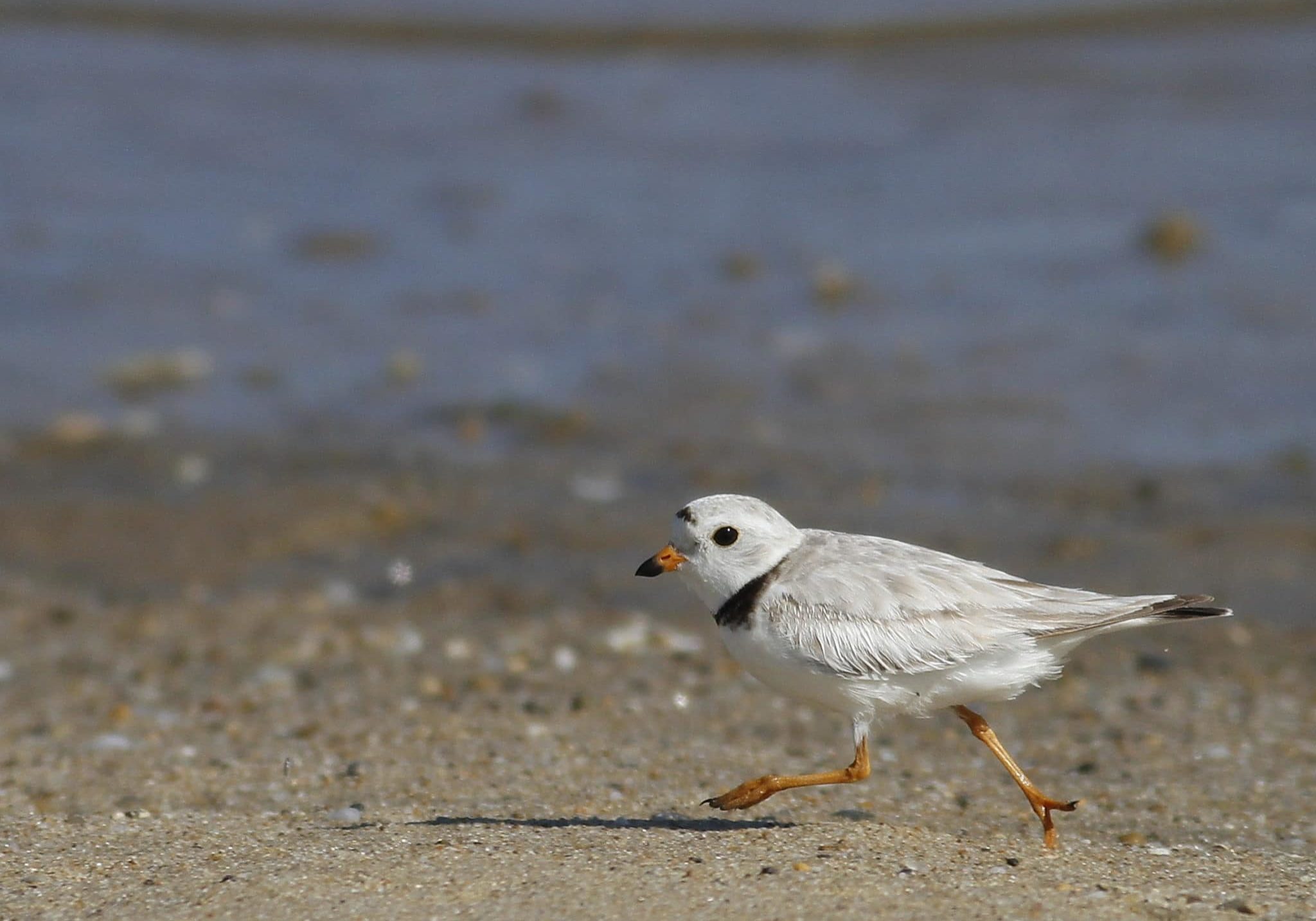 Piping Plover, Running, Jun 9 Piping plover <em>(Charadrius melodus)</em>