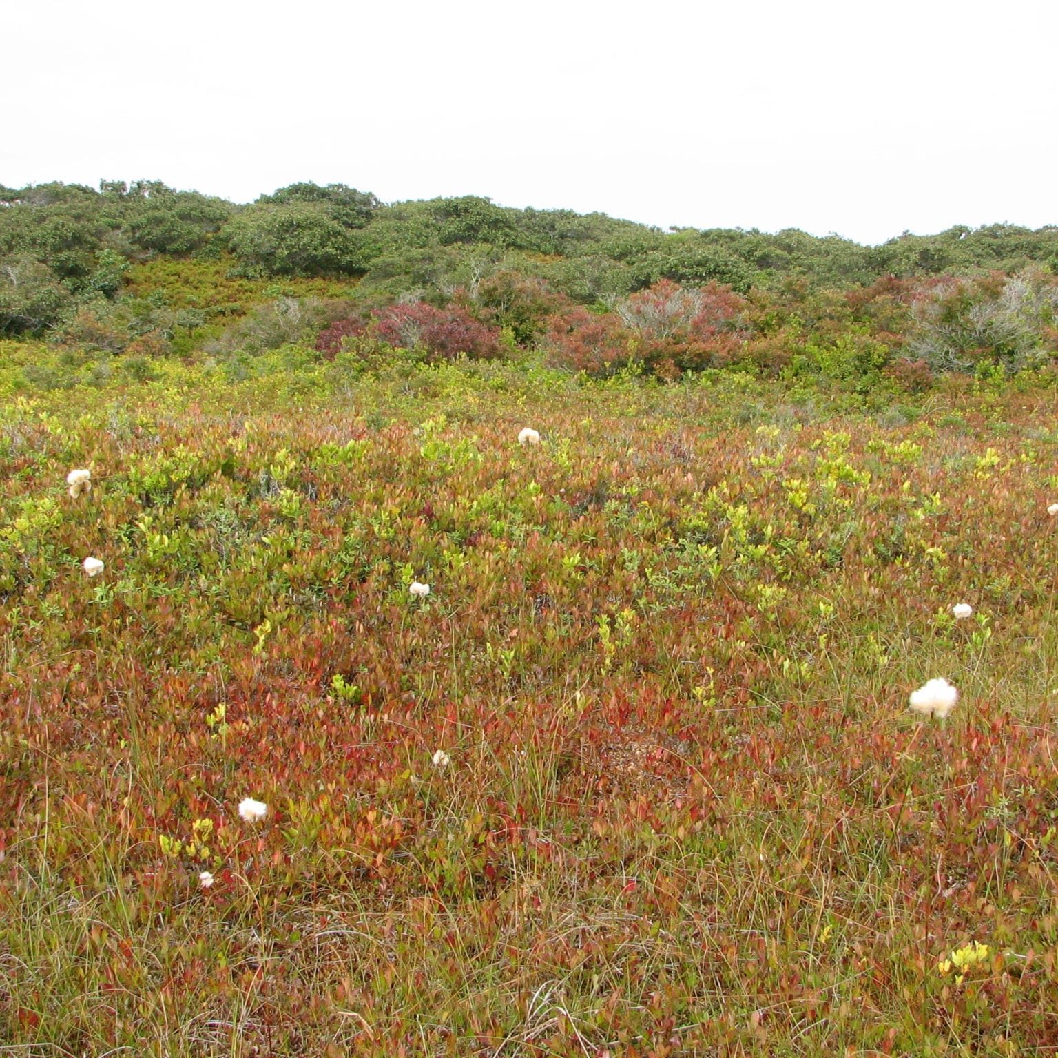Rez 092208 Donut Pond Dwarf Shrub P018 50Deg Slender cottongrass <em>(Eriophorum gracile)</em> at Donut Bog, Middle Moors