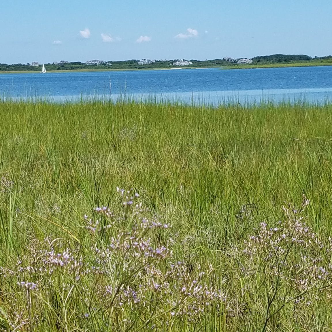 Salt Marsh, Sailboats, Sea Lavender At Masquetuck,KAO Salt Marsh, Sailboats, Sea Lavender At Masquetuck,KAO