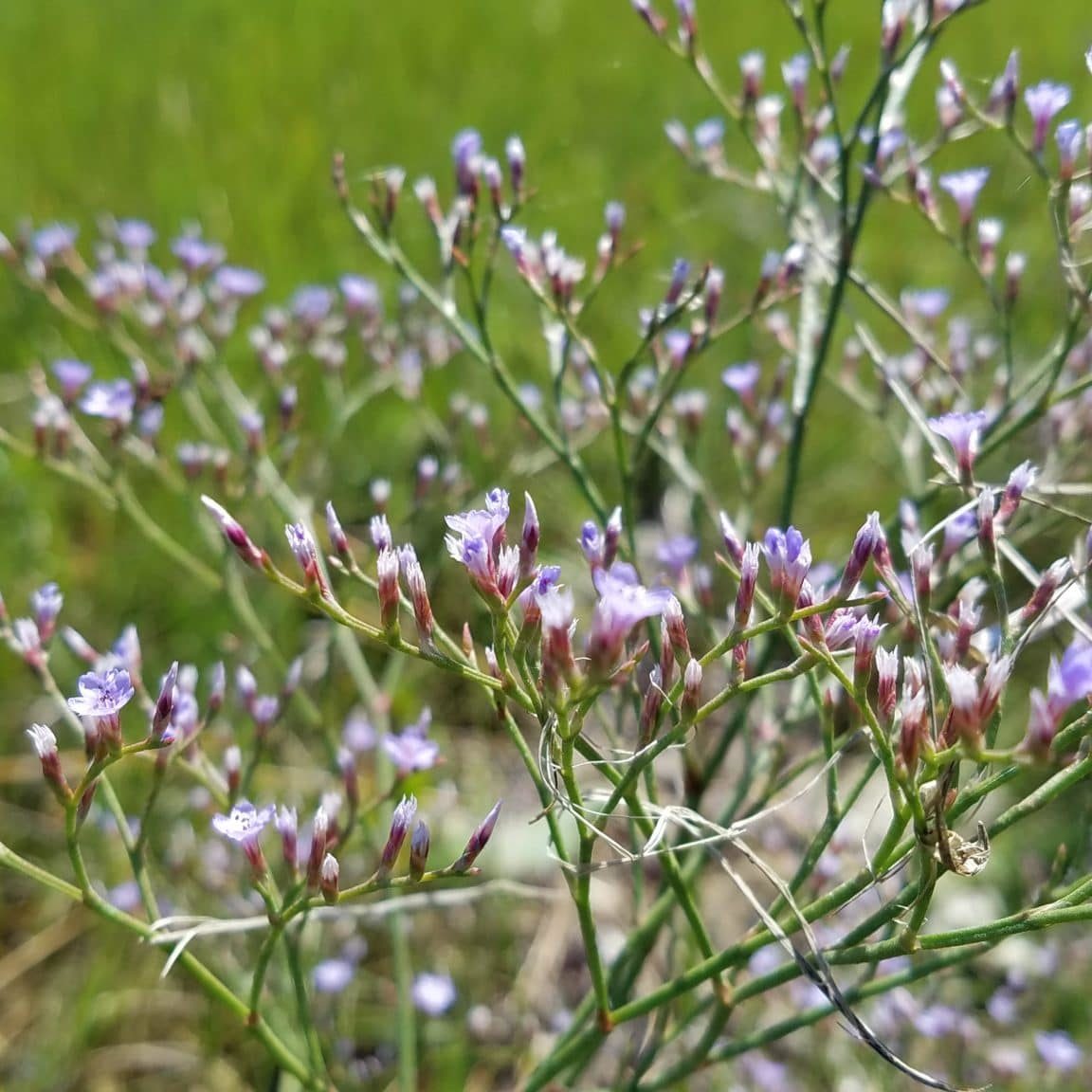 Sea Lavender Closeup, Masquetuck,KAO Sea lavendar <em>(Limonium carolinianum)</em>