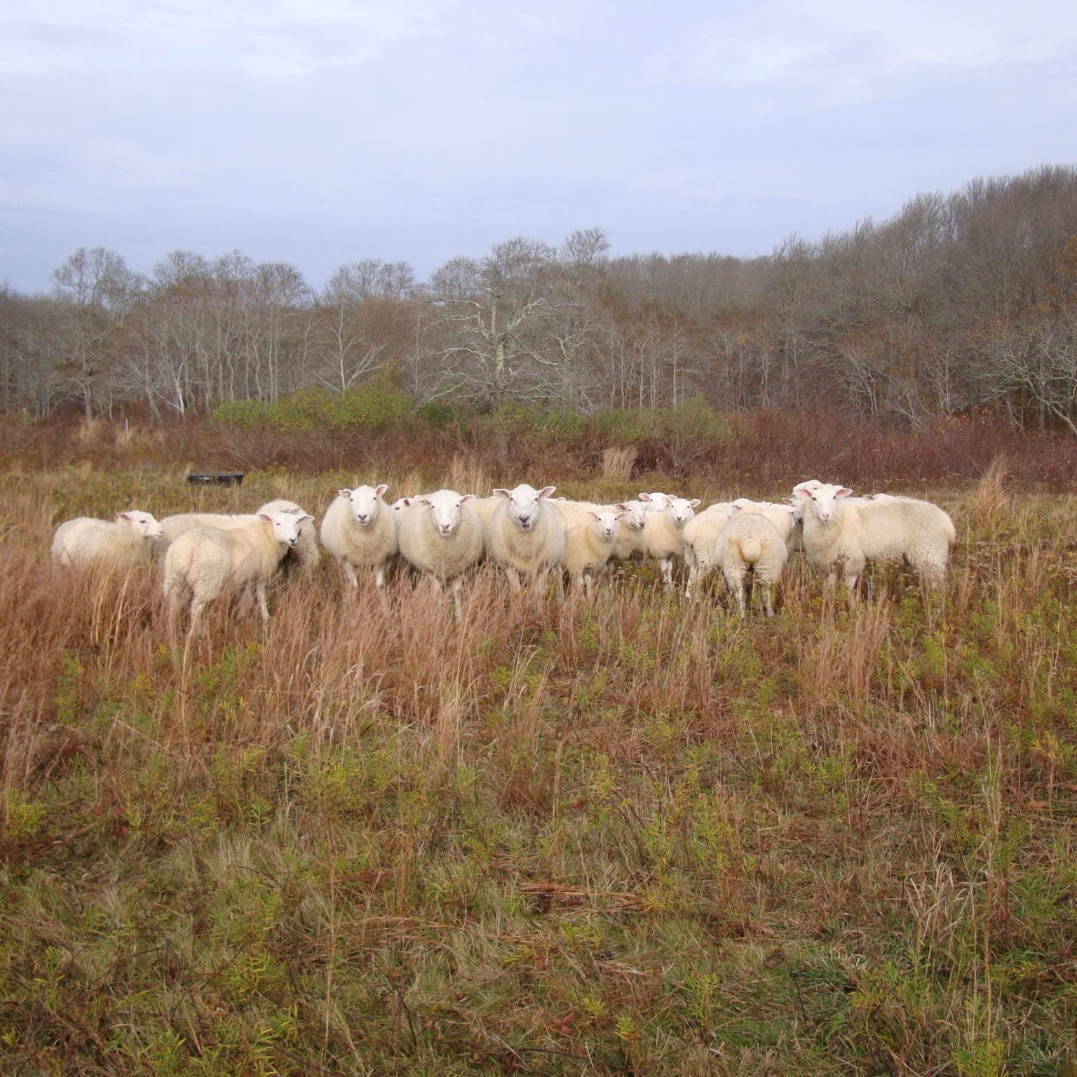 Sheep Squam Nov 2012 001