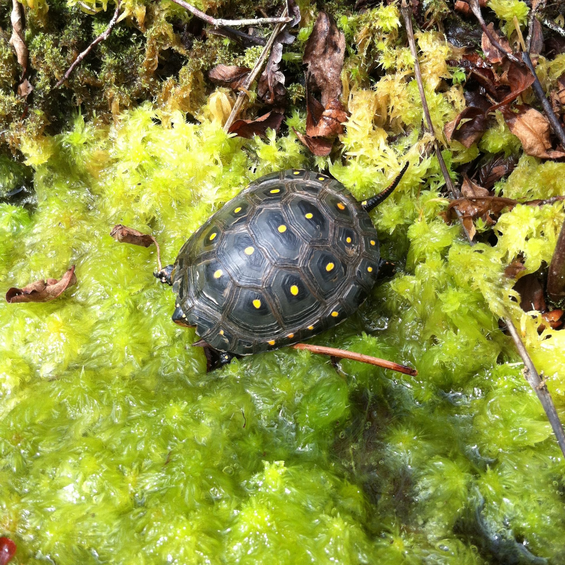 Spotted Turtle Juvenile